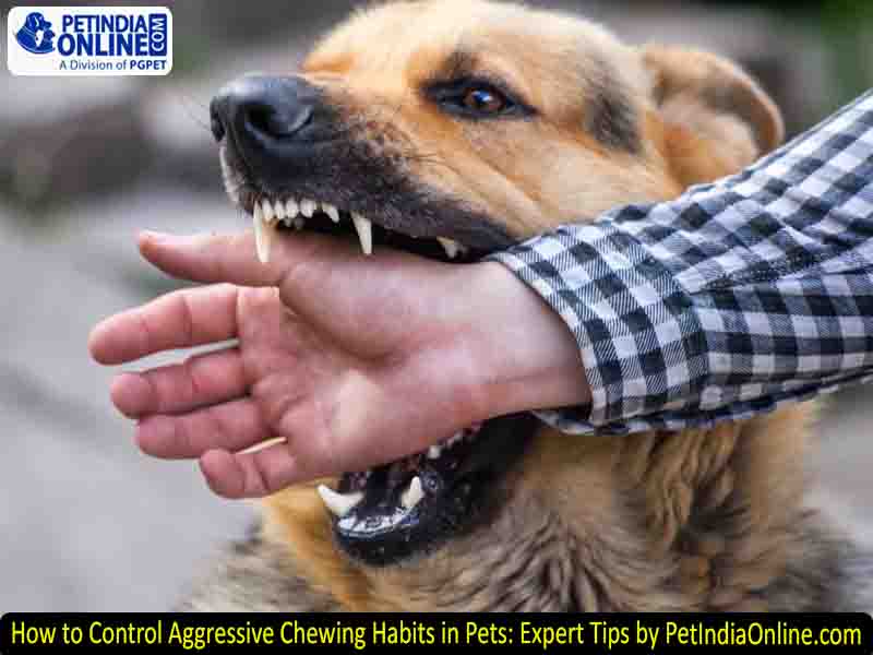 How to Control Aggressive Chewing Habits in Pets: Expert Tips by PetIndiaOnline.com