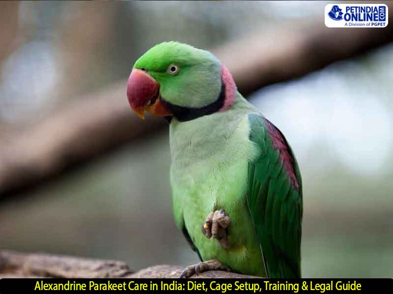 Alexandrine Parakeet Care in India: Diet, Cage Setup, Training & Legal Guide