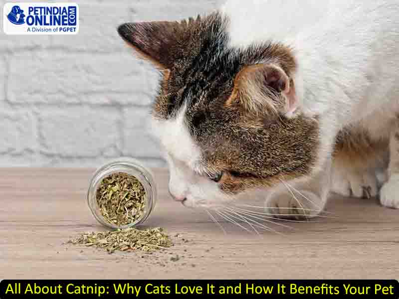 All About Catnip: Why Cats Love It and How It Benefits Your Pet