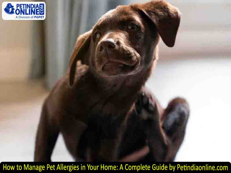 How to Manage Pet Allergies in Your Home: A Complete Guide by Petindiaonline.com