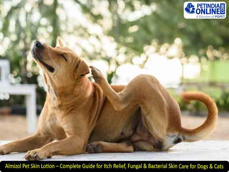 Almizol Pet Skin Lotion – Complete Guide for Itch Relief, Fungal & Bacterial Skin Care for Dogs & Cats