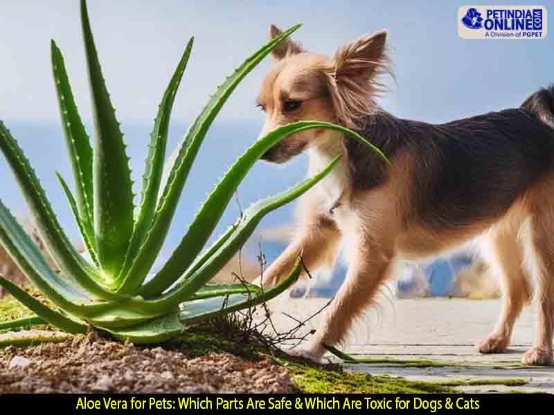 Aloe Vera for Dogs & Cats: Safe Uses, Toxic Parts & Risks Explained in India