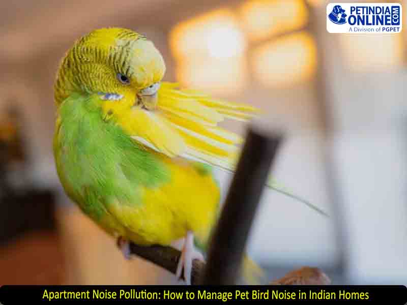 Apartment Noise Pollution: How to Manage Pet Bird Noise in Indian Homes