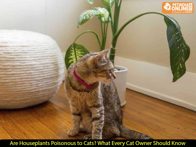Are Houseplants Poisonous to Cats? What Every Cat Owner Should Know