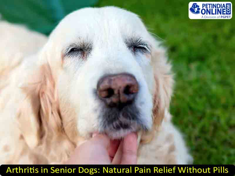 Arthritis in Senior Dogs: Natural Pain Relief Without Pills