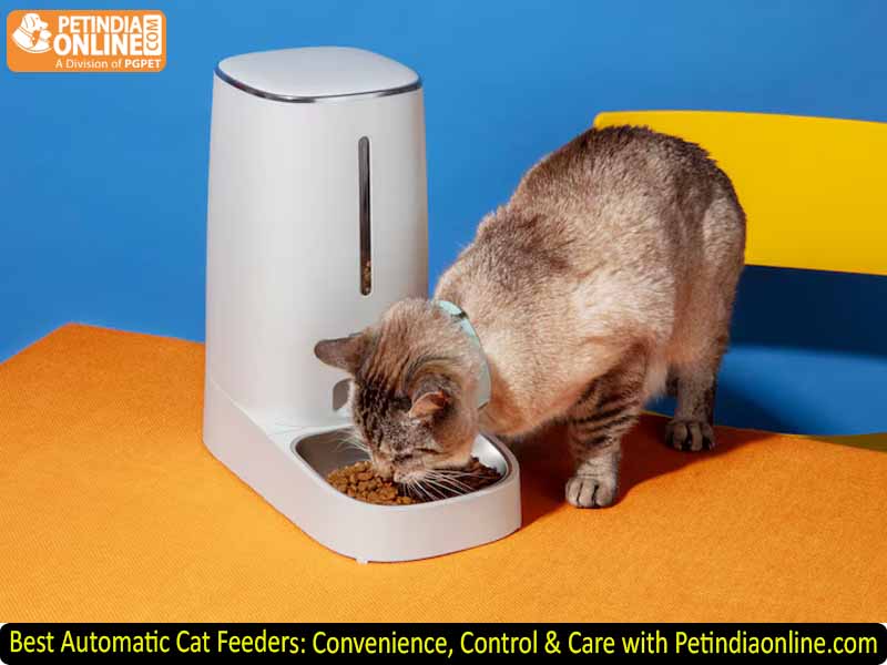 Best Automatic Cat Feeders: Convenience, Control & Care with Petindiaonline.com