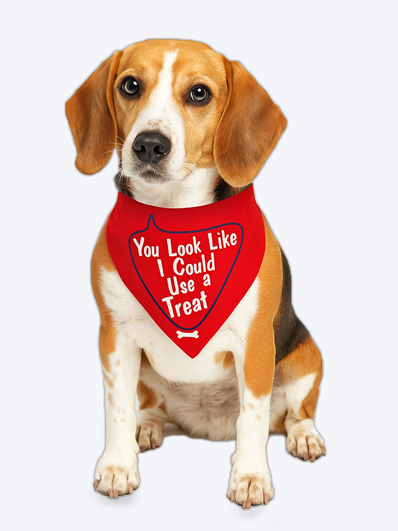 Petex Dog Bandana – (You Look Like I Could Use A Treat) | Stylish & Comfortable Pet Accessory