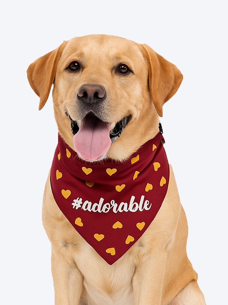 Petex Dog Bandana – (Golden Heart Print) | Stylish & Comfortable Pet Accessory