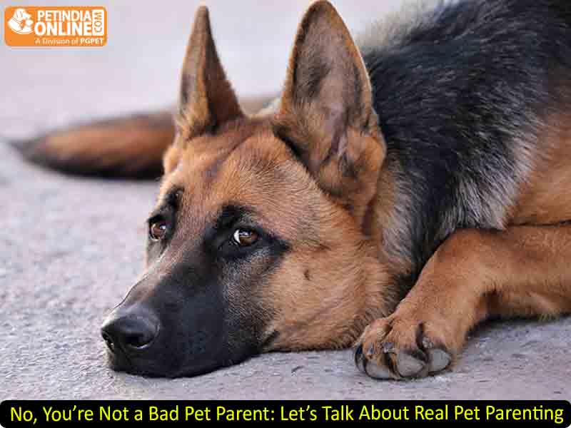 No, You’re Not a Bad Pet Parent: Let’s Talk About Real Pet Parenting
