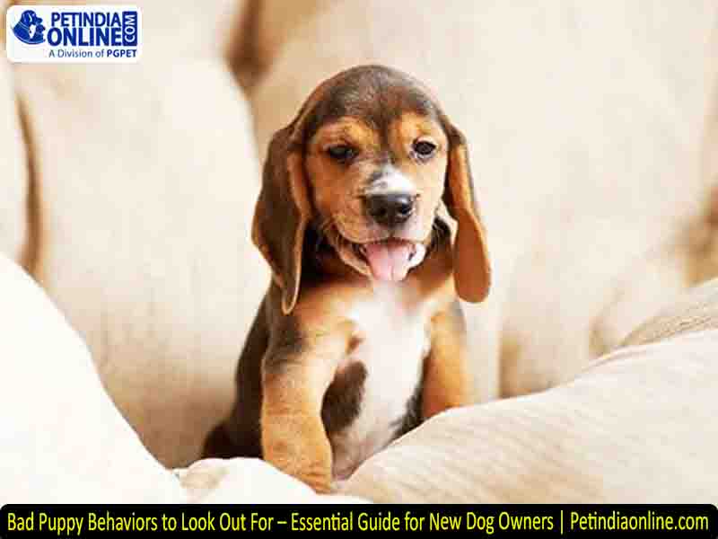 Bad Puppy Behaviors to Look Out For – Essential Guide for New Dog Owners | Petindiaonline.com