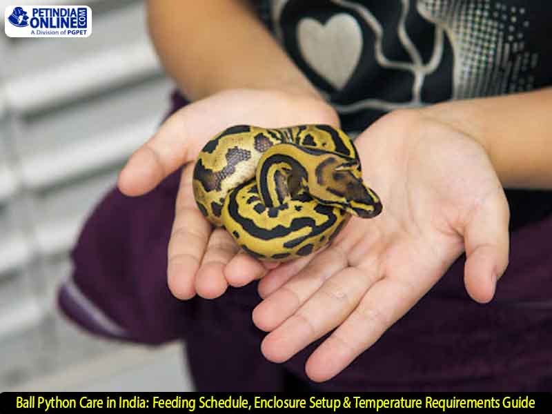 Ball Python Care in India: Feeding Schedule, Enclosure Setup & Temperature Requirements Guide