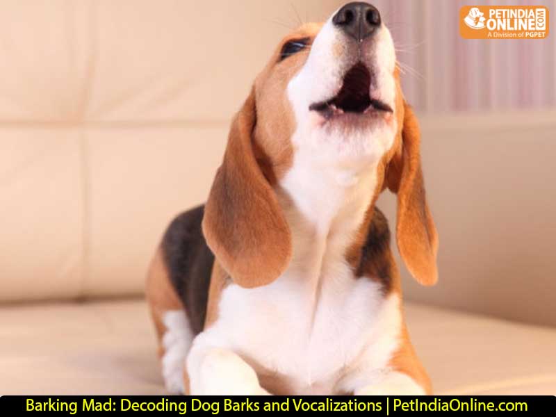 Barking Mad: Decoding Dog Barks and Vocalizations | PetIndiaOnline.com