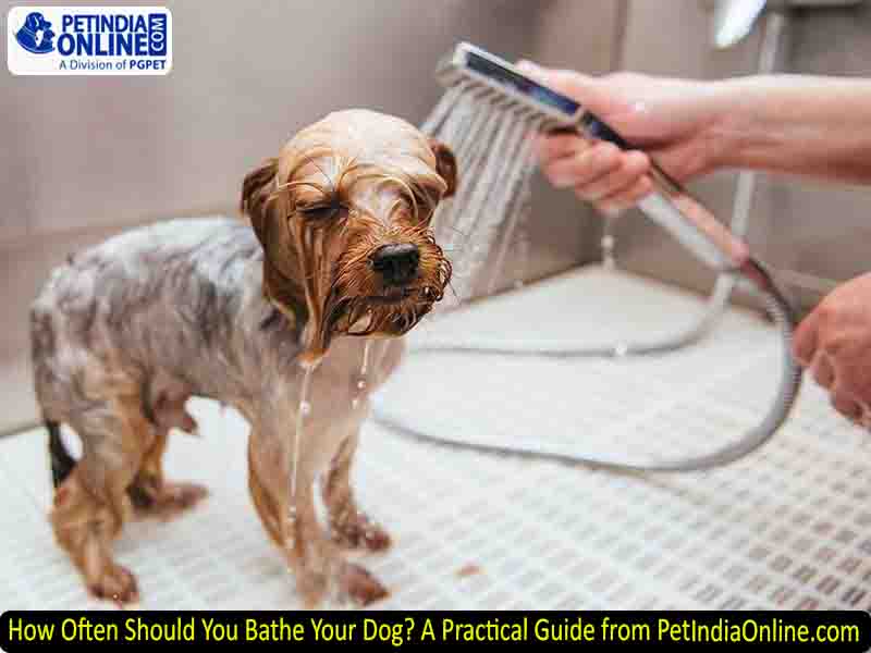 How Often Should You Bathe Your Dog? A Practical Guide from PetIndiaOnline.com