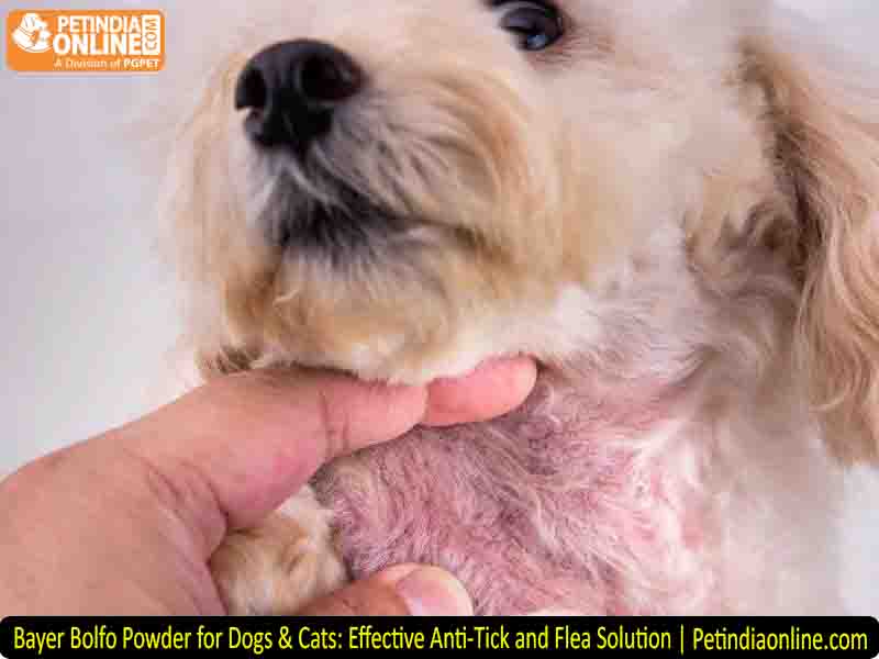 Bayer Bolfo Powder for Dogs & Cats: Effective Anti-Tick and Flea Solution | Petindiaonline.com
