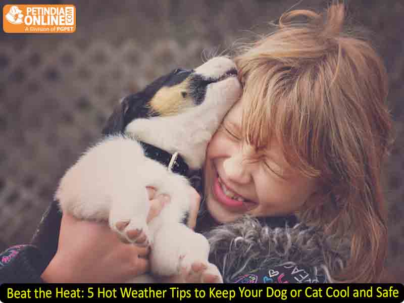Beat the Heat: 5 Hot Weather Tips to Keep Your Dog or Cat Cool and Safe