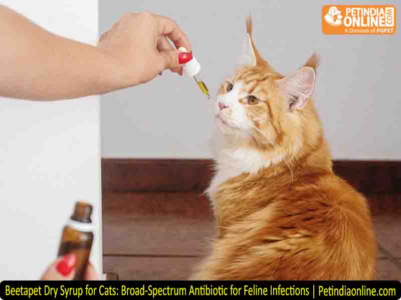 Beetapet Dry Syrup for Cats: Broad-Spectrum Antibiotic for Feline Infections | Petindiaonline.com