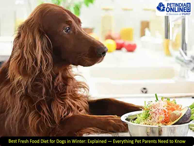 Best Fresh Food Diet for Dogs in Winter: Explained — Everything Pet Parents Need to Know