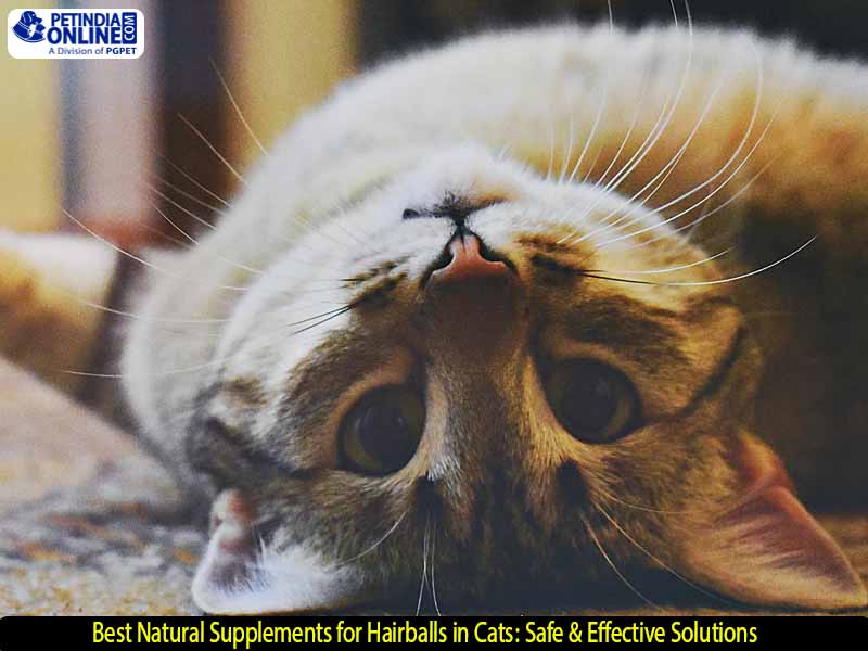 Best Natural Supplements for Hairballs in Cats: Safe & Effective Solutions