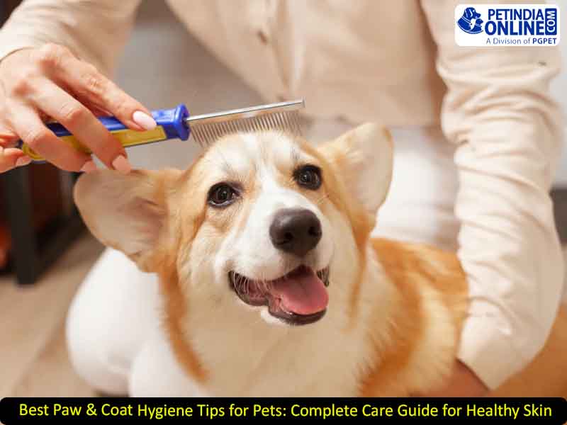 Best Paw & Coat Hygiene Tips for Pets: Complete Care Guide for Healthy Skin