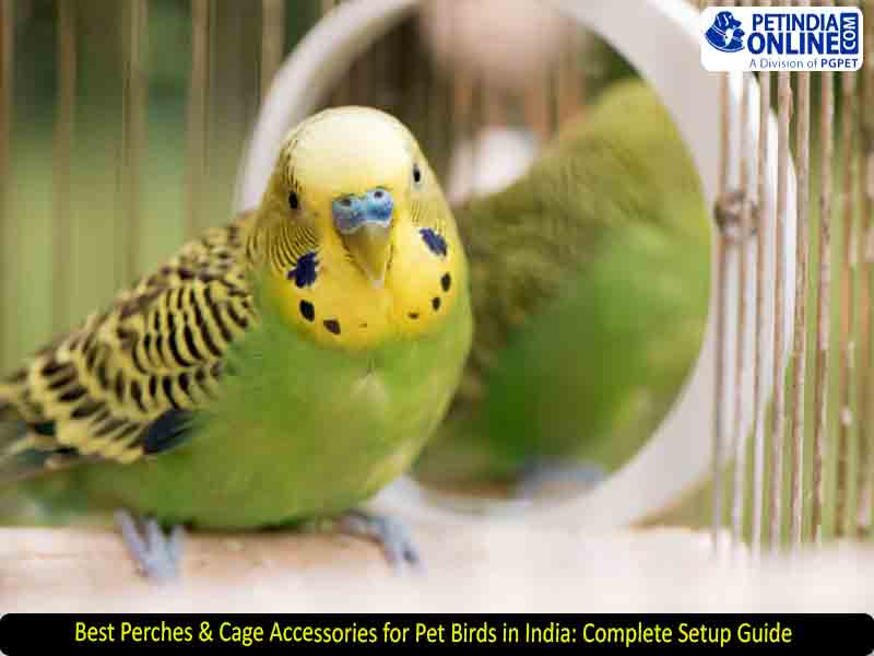 Best Perches & Cage Accessories for Pet Birds in India: Complete Setup Guide
