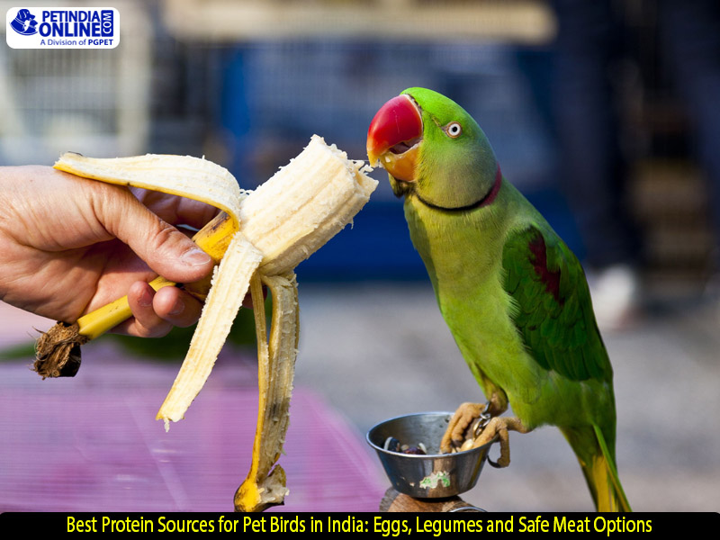 Best Protein Sources for Pet Birds in India: Eggs, Legumes and Safe Meat Options