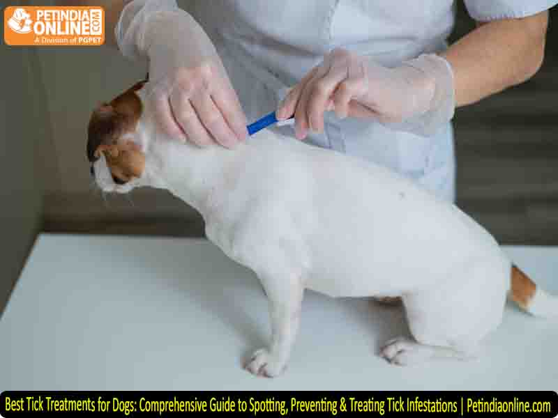 Best Tick Treatments for Dogs: Comprehensive Guide to Spotting, Preventing & Treating Tick Infestations | Petindiaonline.com