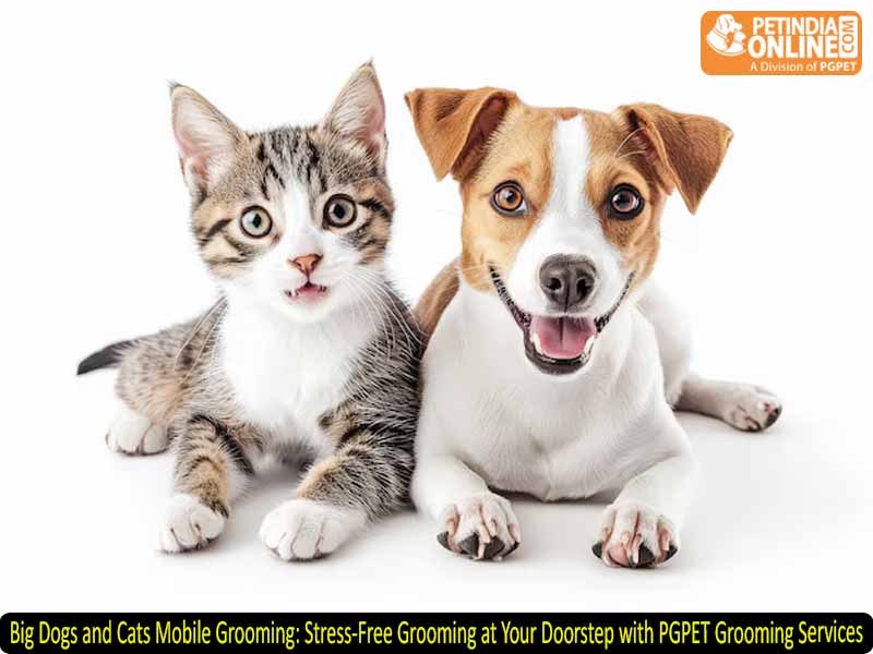 Big Dogs and Cats Mobile Grooming: Stress-Free Grooming at Your Doorstep with PGPET Grooming Services