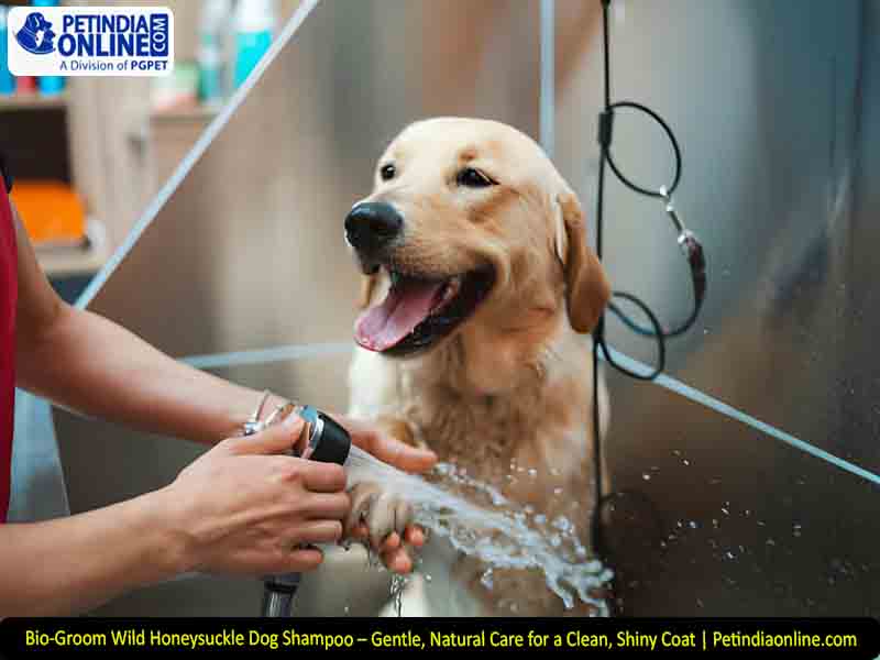 Bio-Groom Wild Honeysuckle Dog Shampoo – Gentle, Natural Care for a Clean, Shiny Coat | Petindiaonline.com