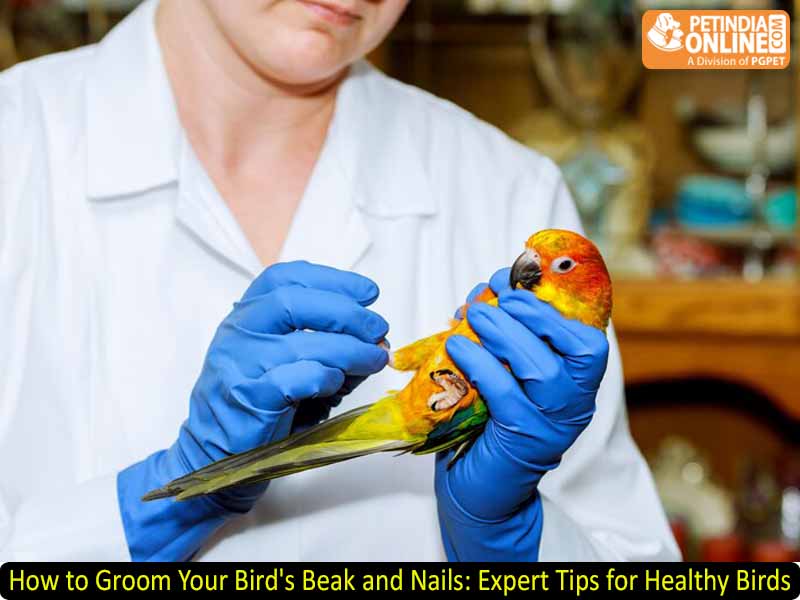 How to Groom Your Bird's Beak and Nails: Expert Tips for Healthy Birds
