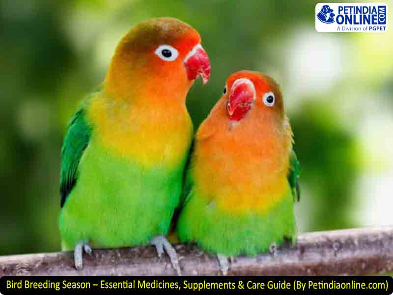 Bird Breeding Season – Essential Medicines, Supplements & Care Guide (By Petindiaonline.com)