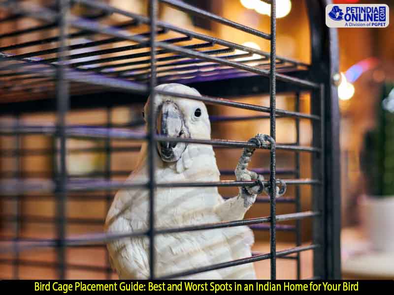 Bird Cage Placement Guide: Best and Worst Spots in an Indian Home for Your Bird