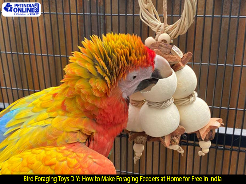 Bird Foraging Toys DIY: How to Make Foraging Feeders at Home for Free in India
