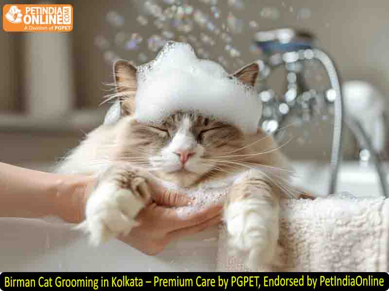 Birman Cat Grooming in Kolkata – Premium Care by PGPET, Endorsed by PetIndiaOnline