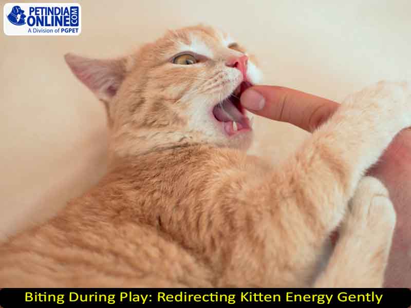 Biting During Play: Redirecting Kitten Energy Gently