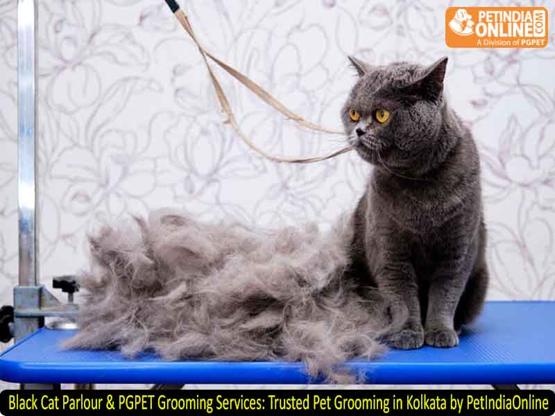 Black Cat Parlour & PGPET Grooming Services: Trusted Pet Grooming in Kolkata by PetIndiaOnline