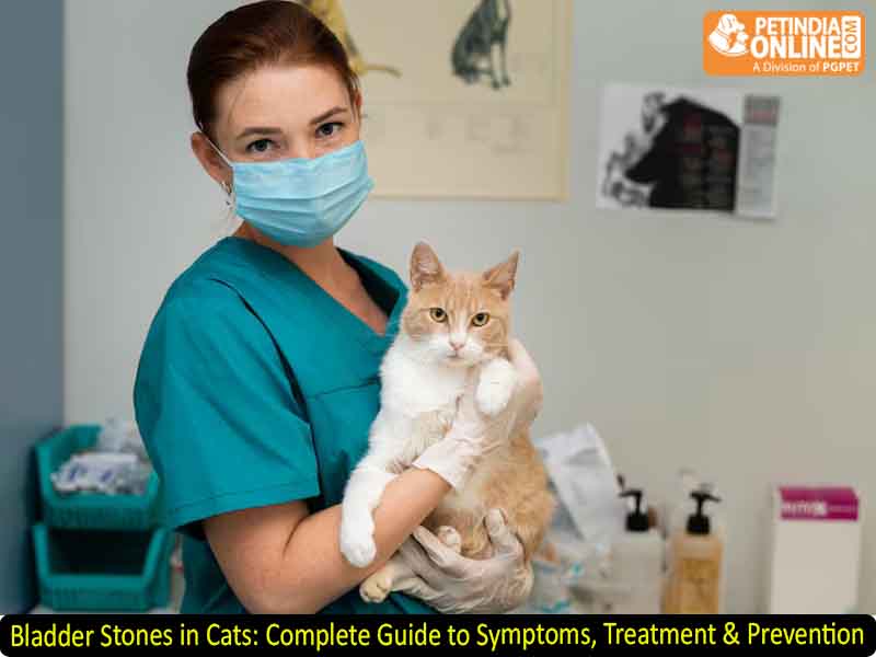 Bladder Stones in Cats: Complete Guide to Symptoms, Treatment & Prevention
