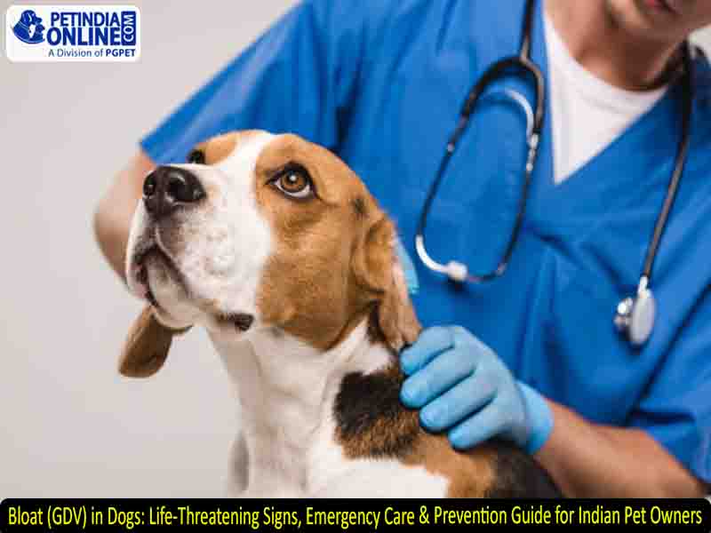 Signs of Bloat in Dogs Emergency Guide: What Every Owner Must Know