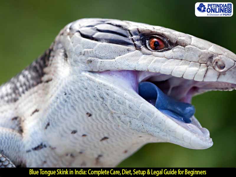 Blue Tongue Skink in India: Complete Care, Diet, Setup & Legal Guide for Beginners