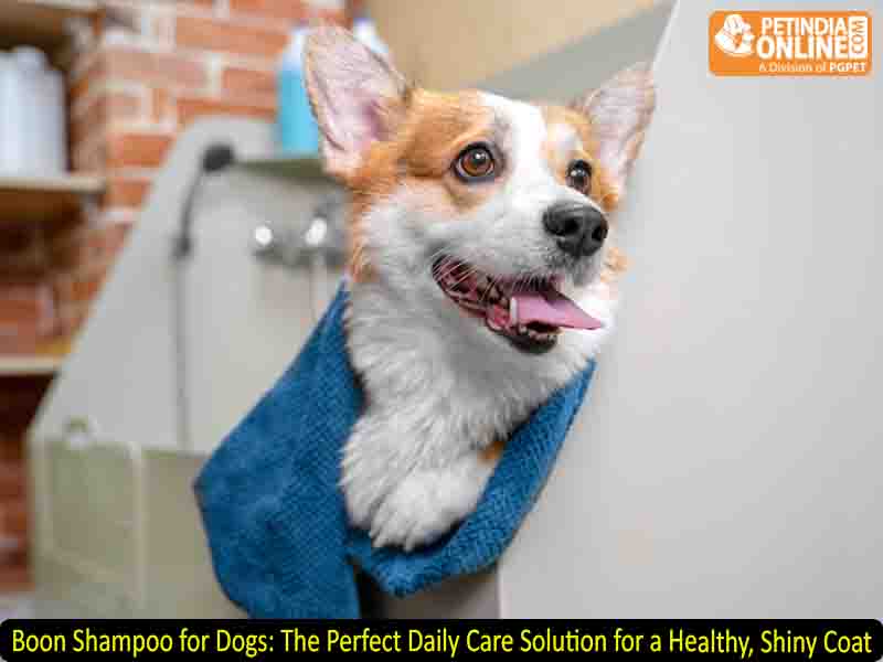 Boon Shampoo for Dogs: The Perfect Daily Care Solution for a Healthy, Shiny Coat