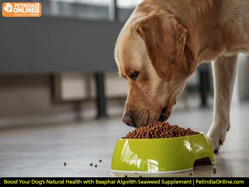 Boost Your Dog’s Natural Health with Beaphar Algolith Seaweed Supplement | PetIndiaOnline.com