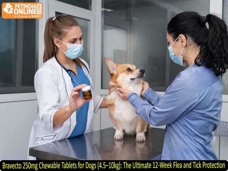 Bravecto 250mg Chewable Tablets for Dogs (4.5–10kg): The Ultimate 12-Week Flea and Tick Protection