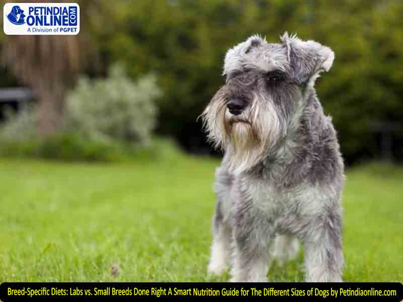 Breed-Specific Diets: Labs vs. Small Breeds Done Right A Smart Nutrition Guide for The Different Sizes of Dogs by Petindiaonline.com
