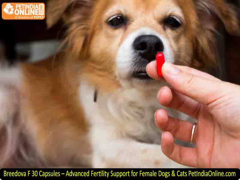 Breedova F 30 Capsules – Advanced Fertility Support for Female Dogs & Cats PetIndiaOnline.com