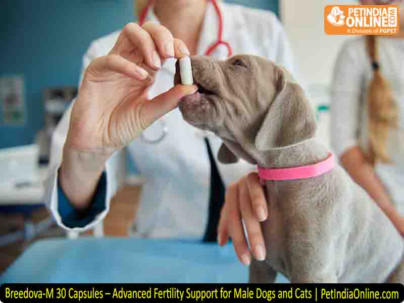 Breedova-M 30 Capsules – Advanced Fertility Support for Male Dogs and Cats | PetIndiaOnline.com