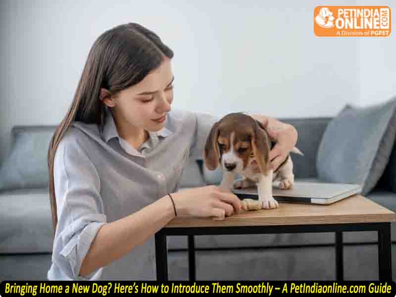 Bringing Home a New Dog? Here’s How to Introduce Them Smoothly – A PetIndiaonline.com Guide
