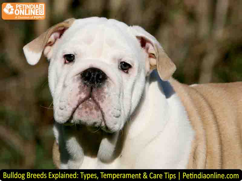 Bulldog Breeds Explained: Types, Temperament & Care Tips | Petindiaonline.com