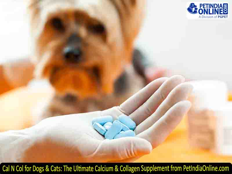 Cal N Col for Dogs & Cats: The Ultimate Calcium & Collagen Supplement from PetIndiaOnline.com