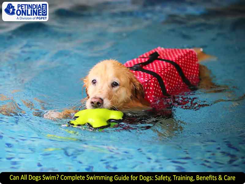 Can All Dogs Swim? Complete Swimming Guide for Dogs: Safety, Training, Benefits & Care 