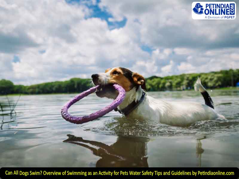 Can All Dogs Swim? Overview of Swimming as an Activity for Pets Water Safety Tips and Guidelines by Petindiaonline.com
