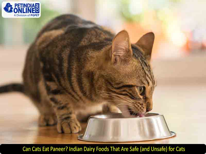 Can Cats Eat Paneer? Indian Dairy Foods That Are Safe (and Unsafe) for Cats